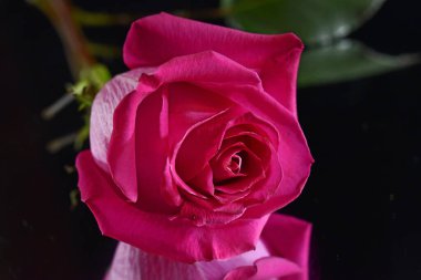 Siyah üzerine izole edilmiş narin gül çiçeğini kapat..