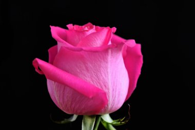 Koyu arkaplanda güzel bir gül çiçeği, yaz konsepti, yakın görüş  