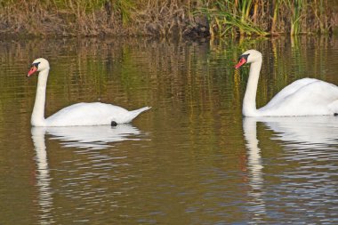 Güzel beyaz kuğular yaz günü göl yüzeyinde yüzerler. 