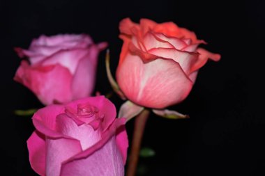 Koyu arkaplanda güzel güller, yaz konsepti, yakın manzara  