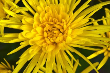 Güneşli yaz gününde bahçede büyüyen güzel kasımpatılar. 