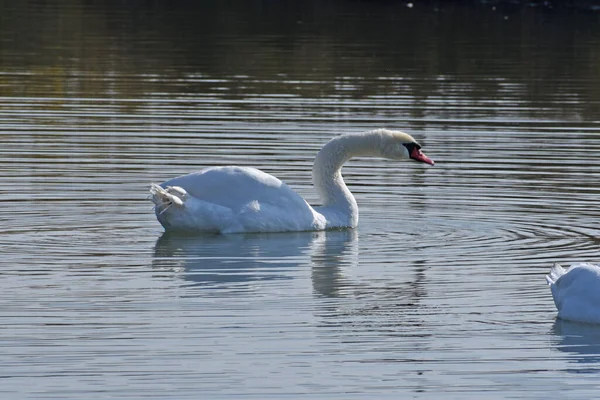 Belos Cisnes Brancos Nadando Superfície Água Lago Dia Verão — Fotografia de Stock