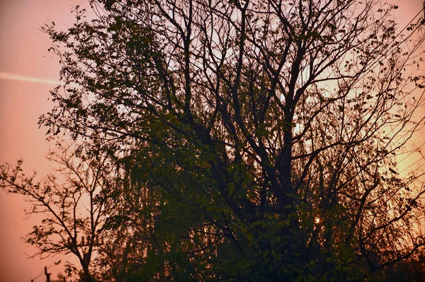 Paysage Beau Ciel Été Avec Des Arbres — Photo