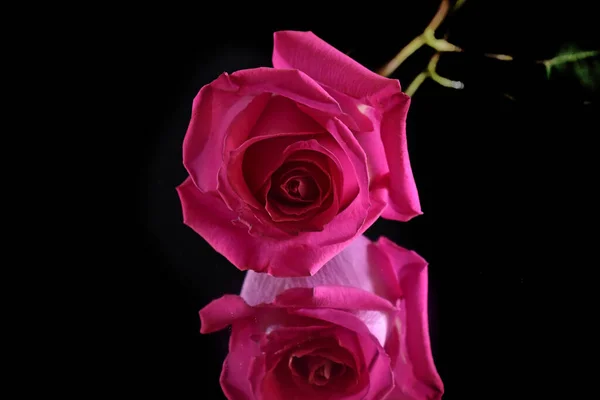 Nahaufnahme Der Zarten Rosenblüte Isoliert Auf Schwarz — Stockfoto