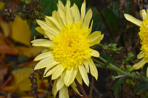 Hermosos Astros Flores Que Crecen Jardín Verano Día Soleado —  Fotos de Stock