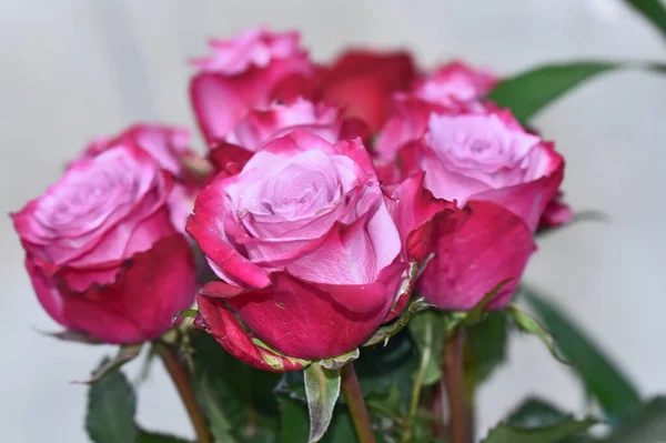 Букет Красивых Роз Летний Солнечный День Близкий Вид — стоковое фото