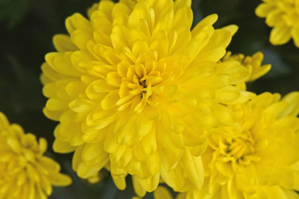 Beaux Chrysanthèmes Poussant Dans Jardin Journée Ensoleillée Été — Photo