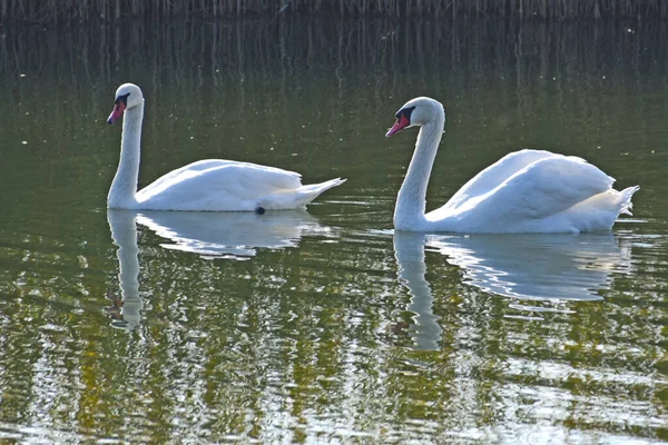 Hermosos Cisnes Blancos Nadando Superficie Del Agua Del Lago Día —  Fotos de Stock