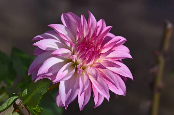 Hermosa Flor Crisantemo Creciendo Jardín Verano Día Soleado — Foto de Stock