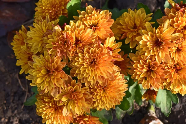 Schöne Chrysanthemen Die Sonnigen Sommertagen Garten Wachsen — Stockfoto