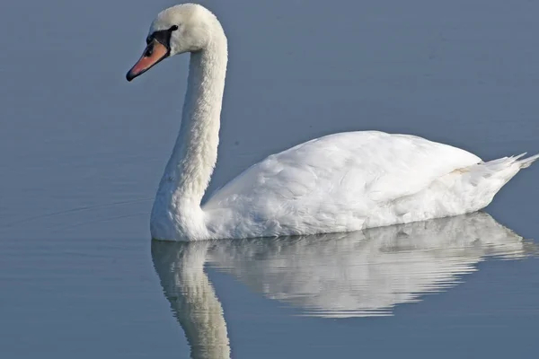 Belo Cisne Branco Nadando Superfície Água Lago Dia Verão — Fotografia de Stock