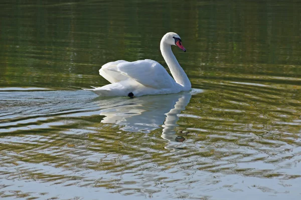 Belo Cisne Branco Nadando Superfície Água Lago Dia Verão — Fotografia de Stock