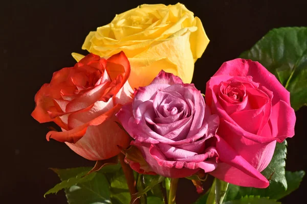 Rosas Bonitas Fundo Escuro Conceito Verão Vista Próxima — Fotografia de Stock