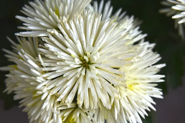 Bellissimi Crisantemi Che Crescono Giardino Estate Giornata Sole — Foto Stock