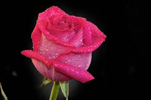 Закрытие Нежного Цветка Розы Изолированного Черном — стоковое фото
