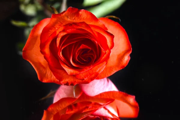 Nahaufnahme Der Zarten Rosenblüte Isoliert Auf Schwarz — Stockfoto