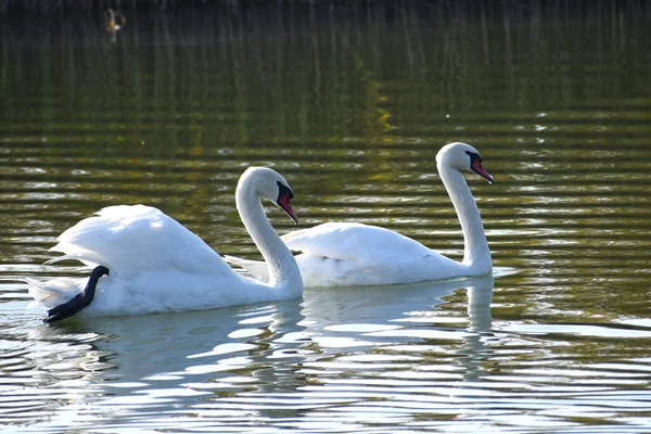 Beautiful White Swans Swimming Lake Water Surface Summer Day — Stock Photo, Image