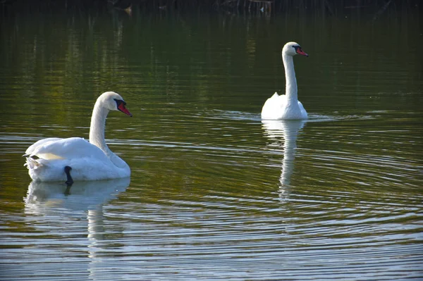 Belos Cisnes Brancos Nadando Superfície Água Lago Dia Verão — Fotografia de Stock