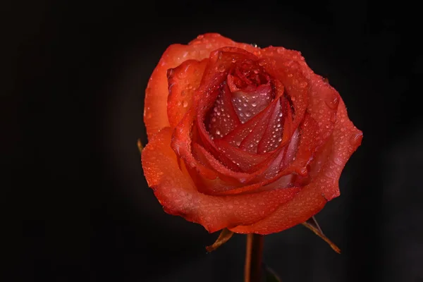 Aproape Floarea Trandafir Tandru Izolat Negru — Fotografie, imagine de stoc