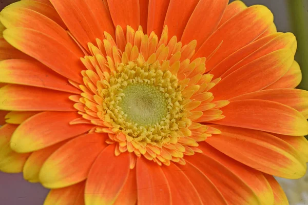 Bela Gerbera Brilhante Conceito Verão Vista Macro — Fotografia de Stock