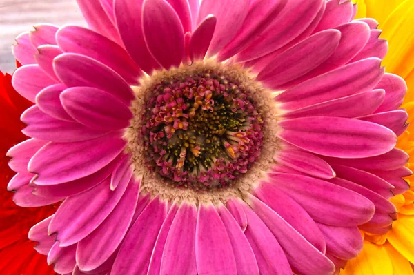Schöne Gerbera Blumen Auf Holzgrund Sommerkonzept Nahsicht — Stockfoto