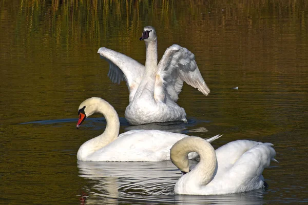 Hermosos Cisnes Blancos Nadando Superficie Del Agua Del Lago Día — Foto de Stock