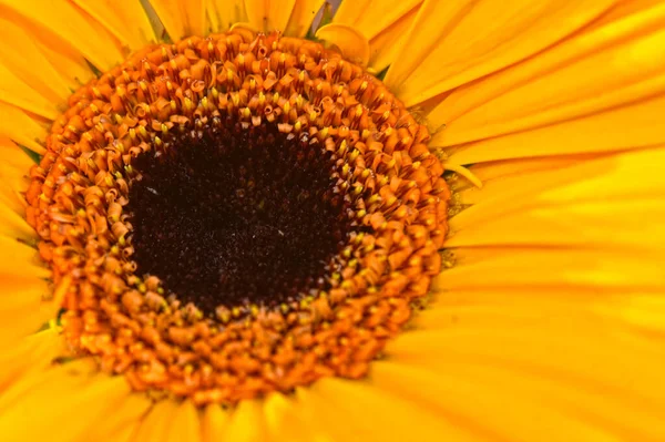 Belles Fleurs Poussant Dans Jardin Journée Ensoleillée Été — Photo