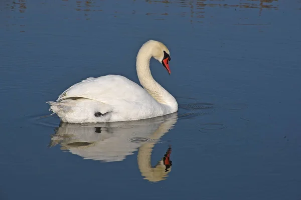 Hermoso Cisne Blanco Nadando Superficie Del Agua Del Lago Día —  Fotos de Stock