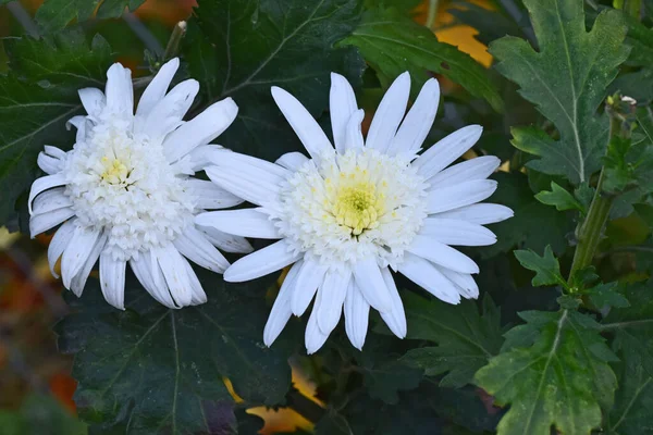 Όμορφα Λουλούδια Στον Κήπο Κατά Διάρκεια Του Καλοκαιριού Ηλιόλουστη Μέρα — Φωτογραφία Αρχείου