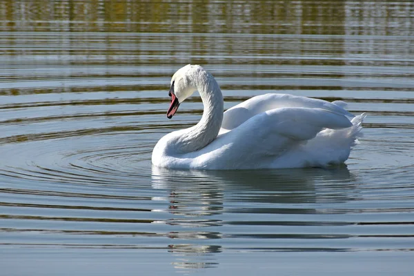 Schöner Weißer Schwan Schwimmt Sommertagen Auf Der Wasseroberfläche Des Sees — Stockfoto