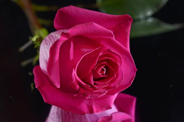 Primer Plano Flor Rosa Tierna Aislado Negro — Foto de Stock