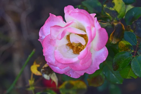 Belle Rose Poussant Dans Jardin Journée Ensoleillée Été — Photo