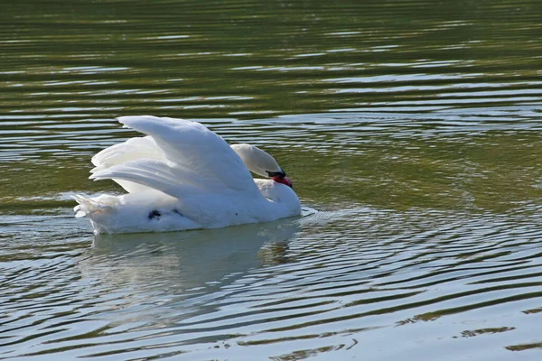 Schöner Weißer Schwan Schwimmt Sommertagen Auf Der Wasseroberfläche Des Sees — Stockfoto