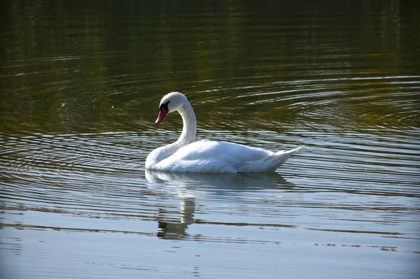 Belo Cisne Branco Nadando Superfície Água Lago Dia Verão — Fotografia de Stock