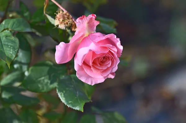 Bela Rosa Crescendo Jardim Verão Dia Ensolarado — Fotografia de Stock