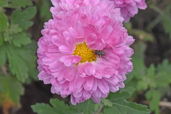 Beaux Chrysanthèmes Poussant Dans Jardin Journée Ensoleillée Été — Photo