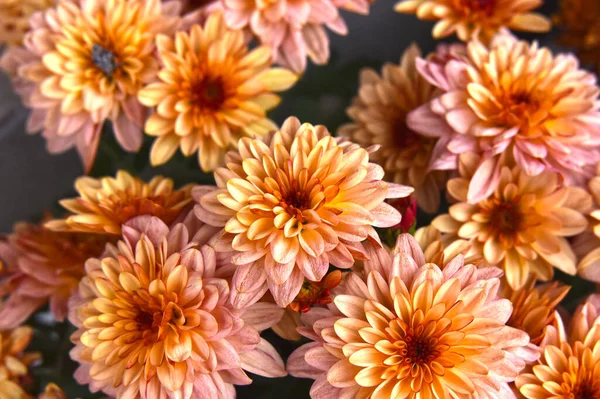 Beautiful Chrysanthemums Growing Garden Summer Sunny Day — Stock Photo, Image