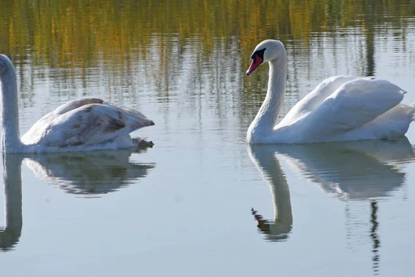 Belos Cisnes Brancos Nadando Superfície Água Lago Dia Verão — Fotografia de Stock