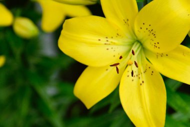 Güneşli yaz gününde bahçede yetişen güzel zambaklar. 