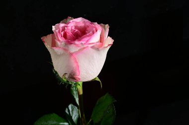 Koyu arkaplanda güzel bir gül çiçeği, yaz konsepti, yakın görüş  