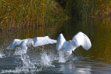 Güzel beyaz kuğular yaz günü göl yüzeyinde yüzerler. 