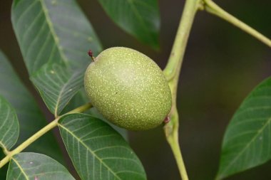 Yeşil yapraklı ve cevizli ağaç dalı, yakın görüş. 