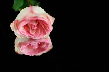 Koyu arkaplanda yansıması olan güzel bir gül çiçeği, yaz konsepti, yakın görüş   