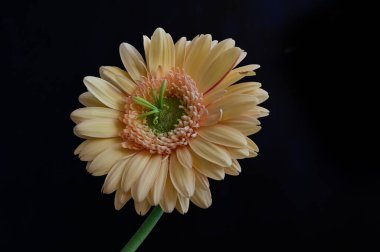 Güzel Gerbera koyu arkaplan, yaz konsepti, yakın görüş  