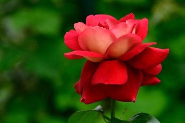 Güneşli yaz gününde bahçede büyüyen güzel bir gül. 