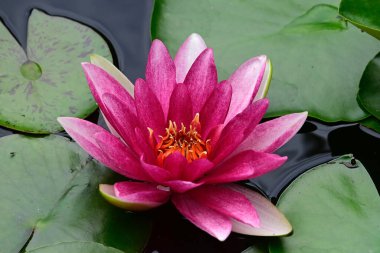 Güzel çiçek açan nilüfer çiçekleri yaz günü gölette büyür. 