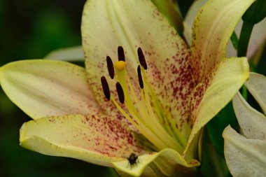 Güneşli yaz gününde bahçede yetişen güzel zambaklar. 