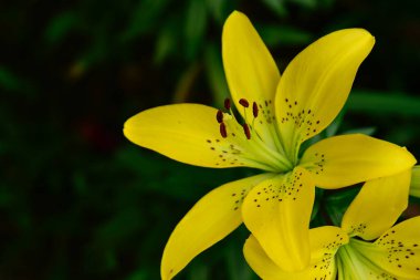 Güneşli yaz gününde bahçede yetişen güzel zambaklar. 