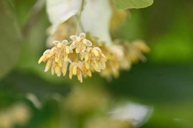 Güneşli yaz gününde bahçede yetişen güzel çiçekler. 