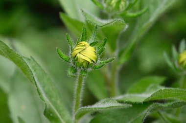 Güneşli yaz gününde bahçede yetişen güzel çiçekler. 